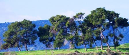 עצי אורן על רקע הכרמל